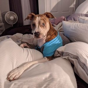 Meet your Posher, Cheyenne